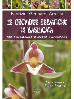 Le orchidee selvatiche in B...