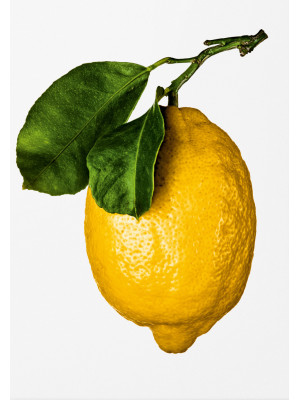 The gourmand's lemon. A col...