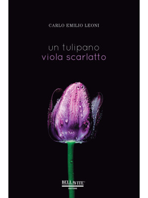 Un tulipano viola scarlatto